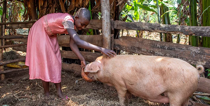 A young girl in a pink dress feeds and pets a pig inside a wooden enclosure